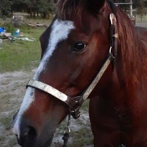 😍Billy Royal Sterling Accents Leather Halter😍